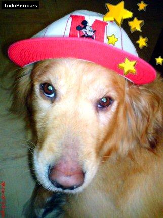 Foto del perro Shankara