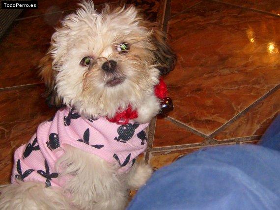 Foto del perro Isa