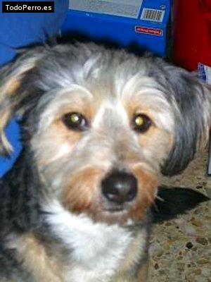 Foto del perro Chascky