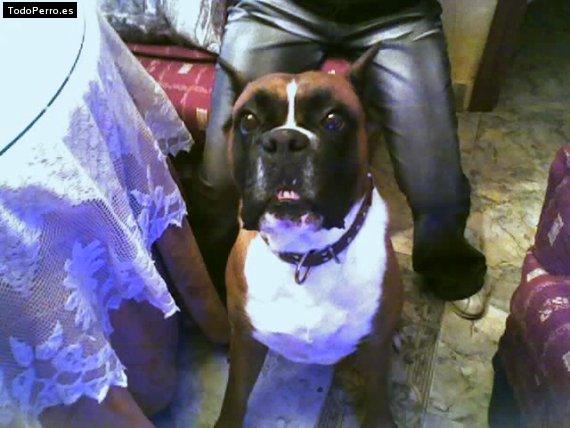 La foto del perro Harco Foto del perro Harco