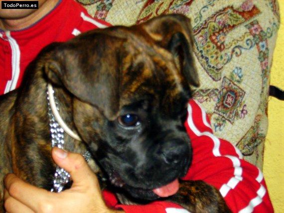 La foto del perro Hulk Foto del perro Hulk