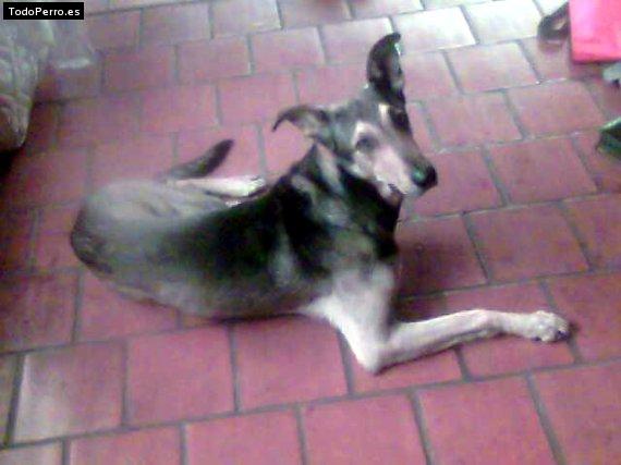 Foto del perro Coraje