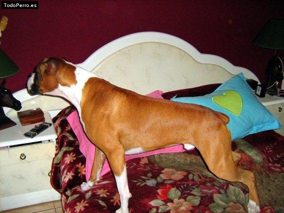 Foto del perro Rocco