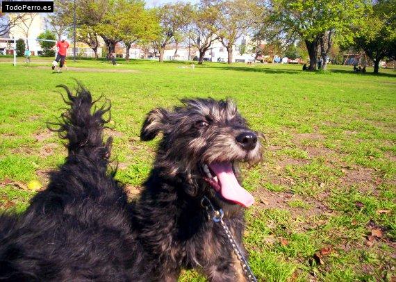 La foto del perro Jara Foto del perro Jara