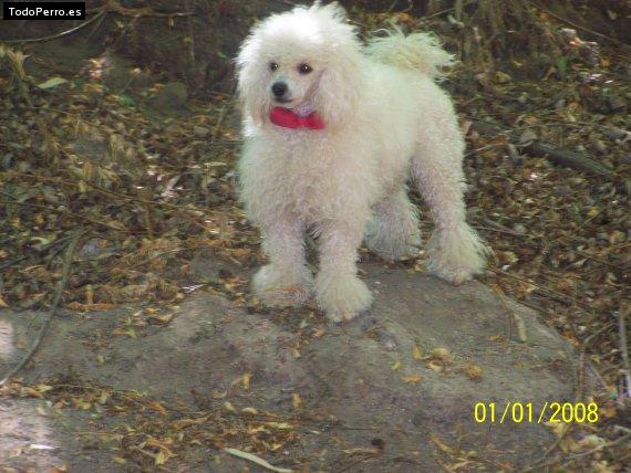 La foto del perro Gina Foto del perro Gina