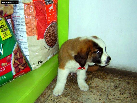 Foto del perro Tobby