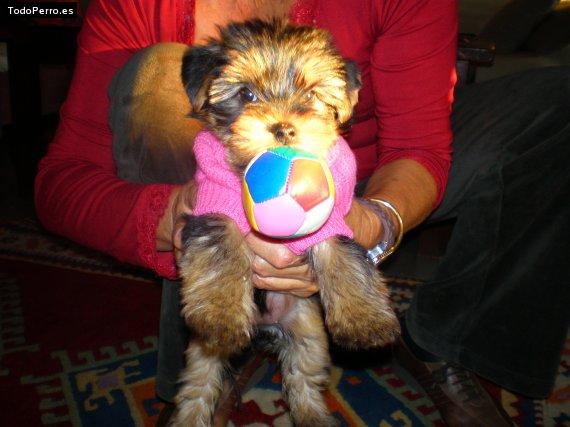 Foto del perro Wendy