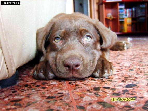 La foto del perro Suri Foto del perro Suri