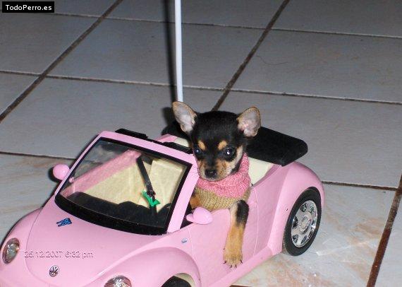 La foto del perro