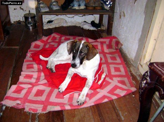 La foto del perro Sairy Foto del perro Sairy