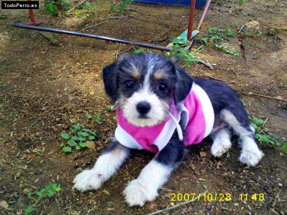 Foto del perro Chispita