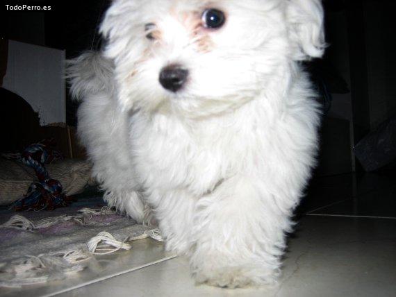 Foto del perro Sugus