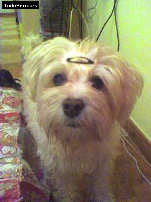 Foto del perro Chispi