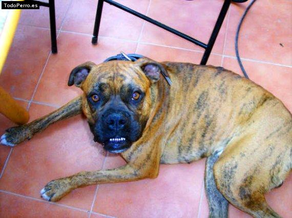 Foto del perro Boston