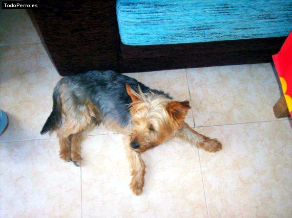 Foto del perro Tripi
