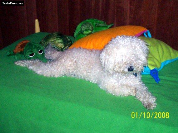 Foto del perro Rufo rafael