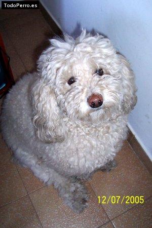 Foto del perro Badino