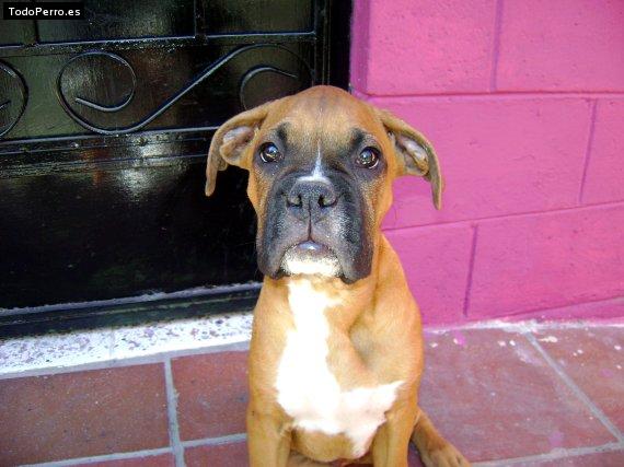 La foto del perro Rocko Foto del perro Rocko