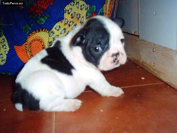 La foto del perro Lidia Foto del perro Lidia