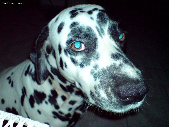 Foto del perro Mancho