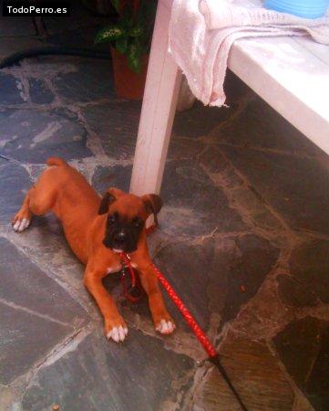 La foto del perro Malena Foto del perro Malena