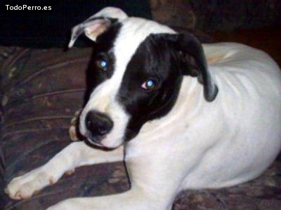 La foto del perro Santo Foto del perro Santo