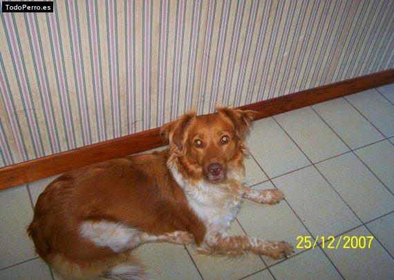 La foto del perro Katy Foto del perro Katy