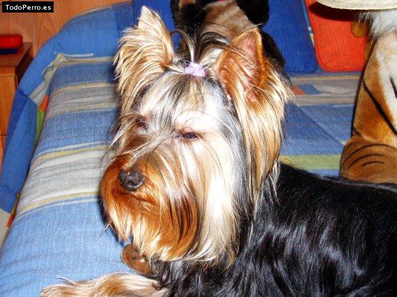 La foto del perro Gino Foto del perro Gino