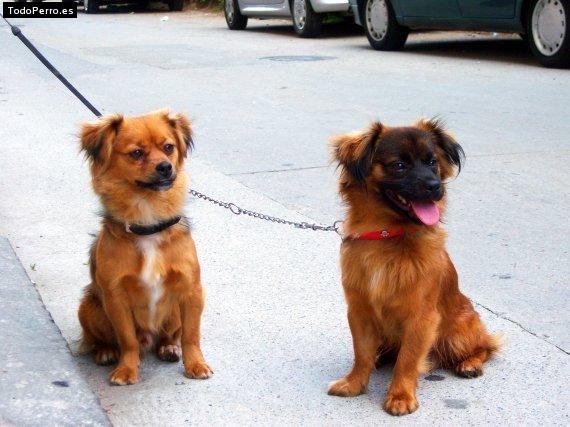 La foto del perro Puppy y toby Foto del perro Puppy y toby