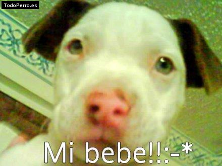 Foto del perro Pichurris