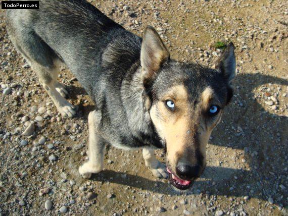 La foto del perro Jea Foto del perro Jea