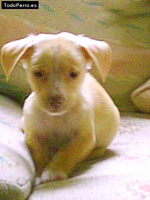 Foto del perro Rey pedroza