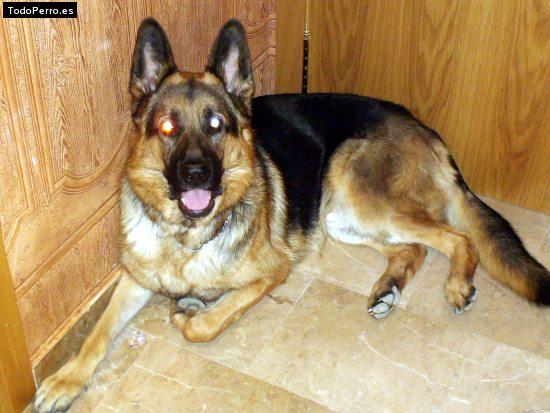 Foto del perro Blacky