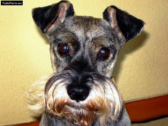 La foto del perro Gambi Foto del perro Gambi