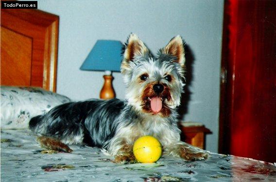 La foto del perro Rony Foto del perro Rony