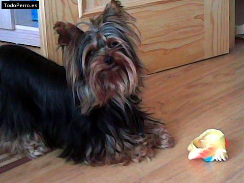 La foto del perro Lolo Foto del perro Lolo