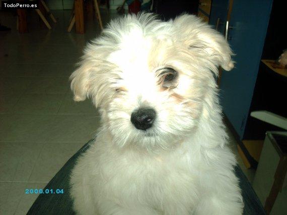 Foto del perro Roces