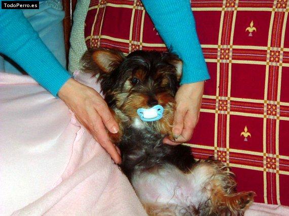 La foto del perro Lacito Foto del perro Lacito