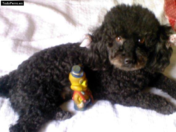 Foto del perro Chelly