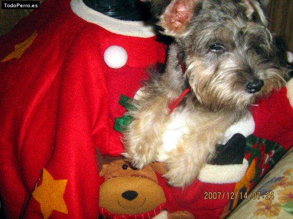 La foto del perro Shakira Foto del perro Shakira