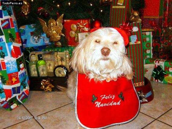 La foto del perro Shikita Foto del perro Shikita