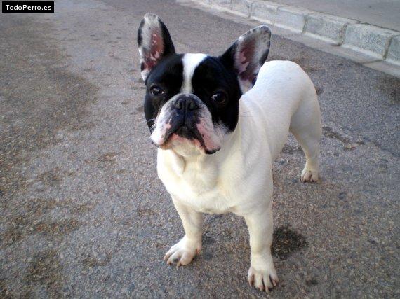 La foto del perro Samu Foto del perro Samu