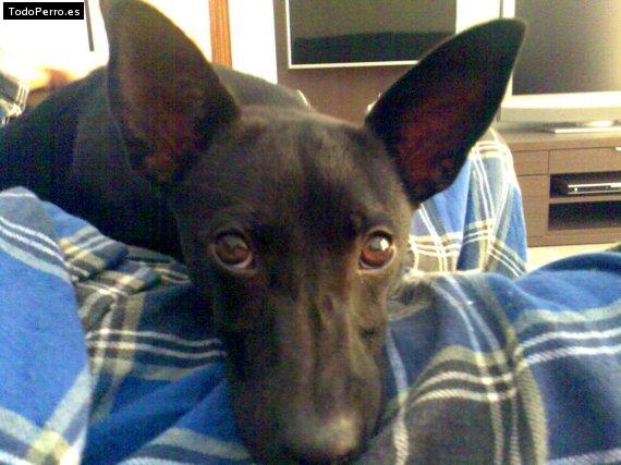 La foto del perro Pruna Foto del perro Pruna