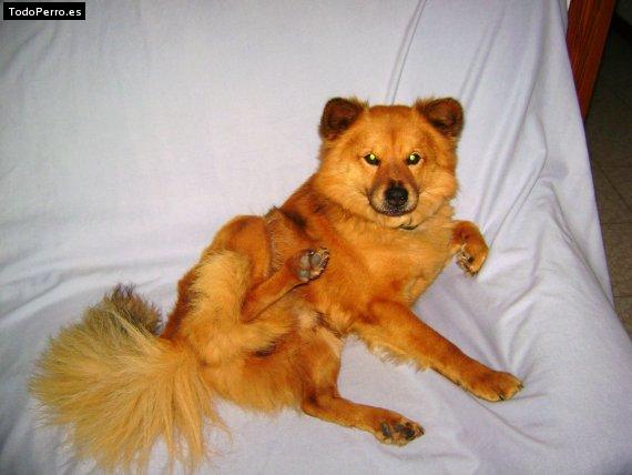 Foto del perro Coco