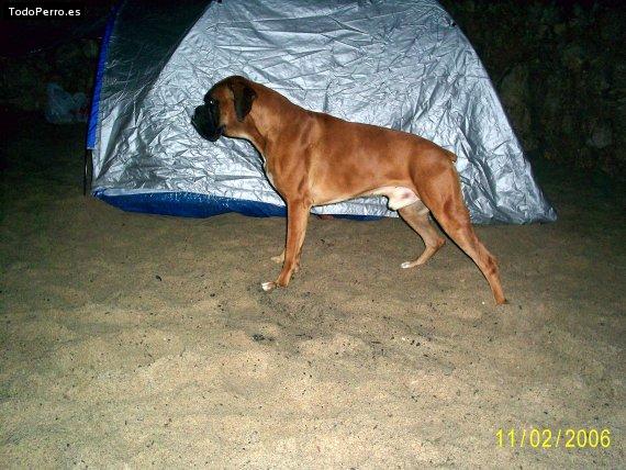 Foto del perro Skunk