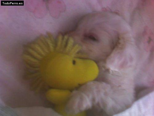 Foto del perro Hanna