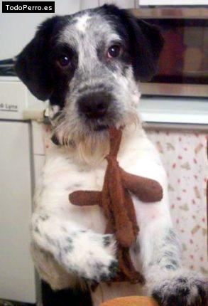 Foto del perro Tobi