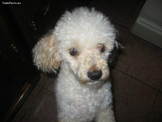 La foto del perro Spankey Foto del perro Spankey