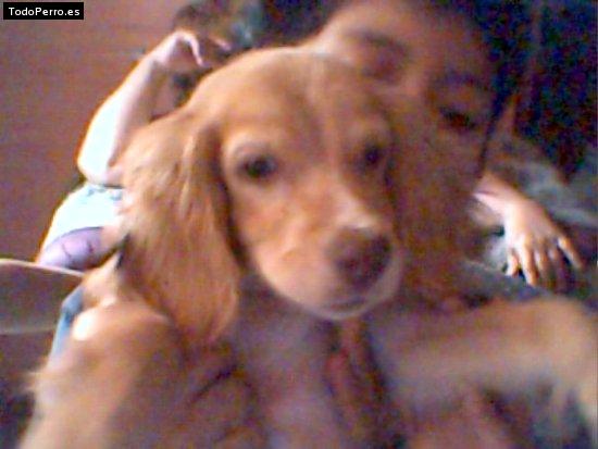 Foto del perro Snoopy