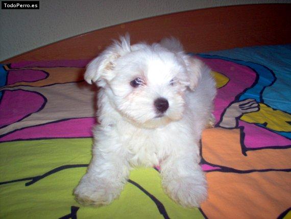 Foto del perro Blaky